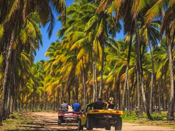 Passeio de Catamarã - Maragogi